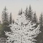1358 1188 LITOGRAPH IN C..